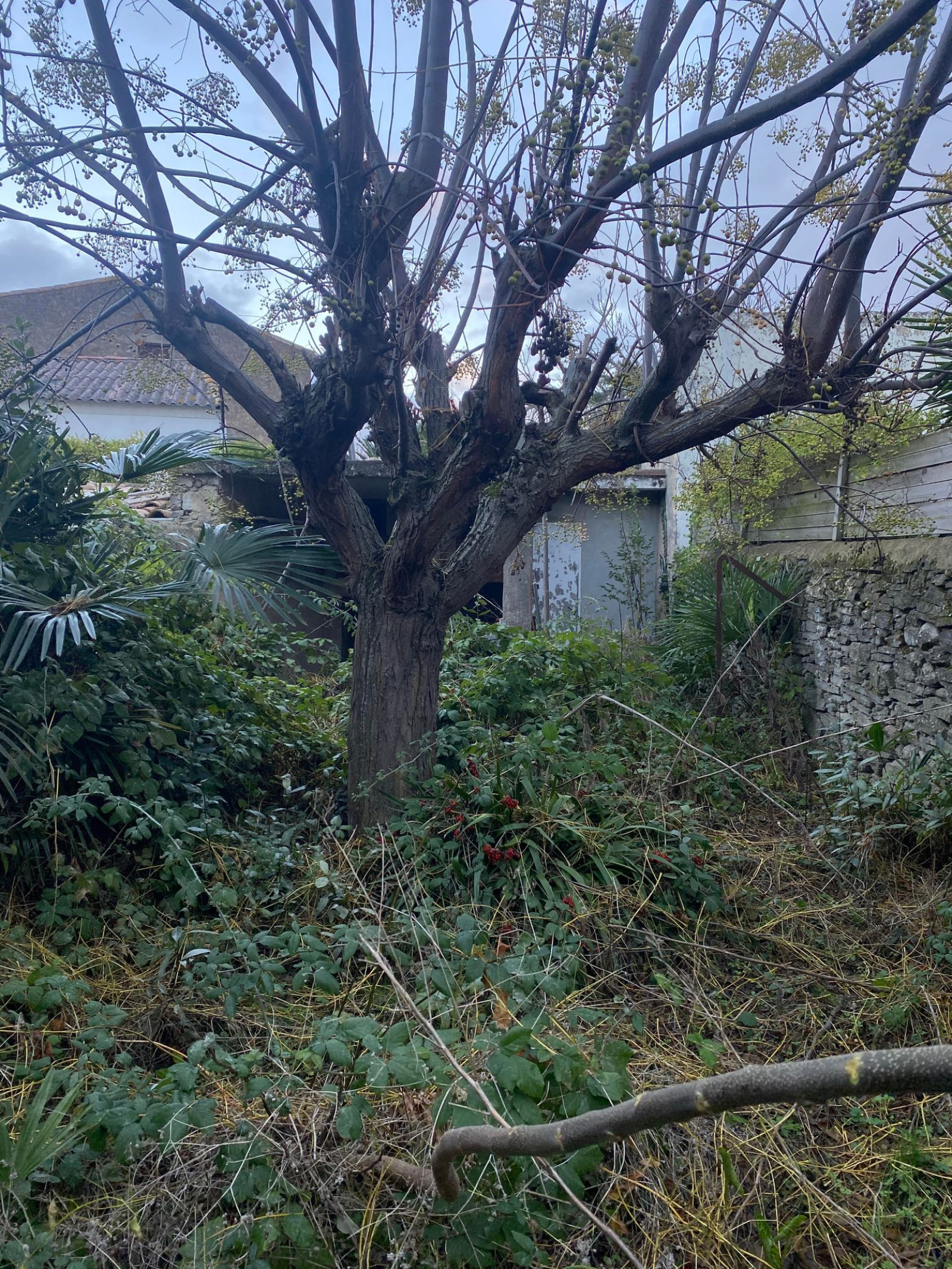 Image_2, Maison, Villemoustaussou, ref :2846