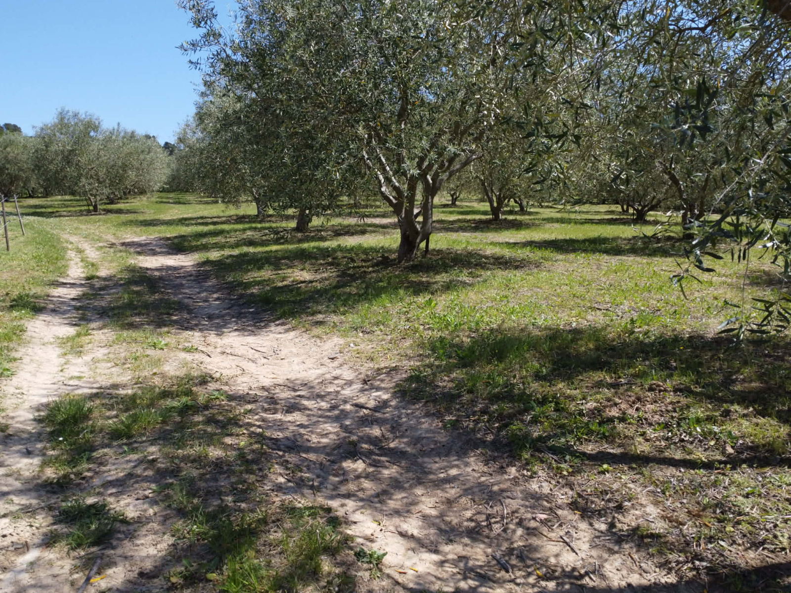 Image_5, Terrain, Verzeille, ref :3067a