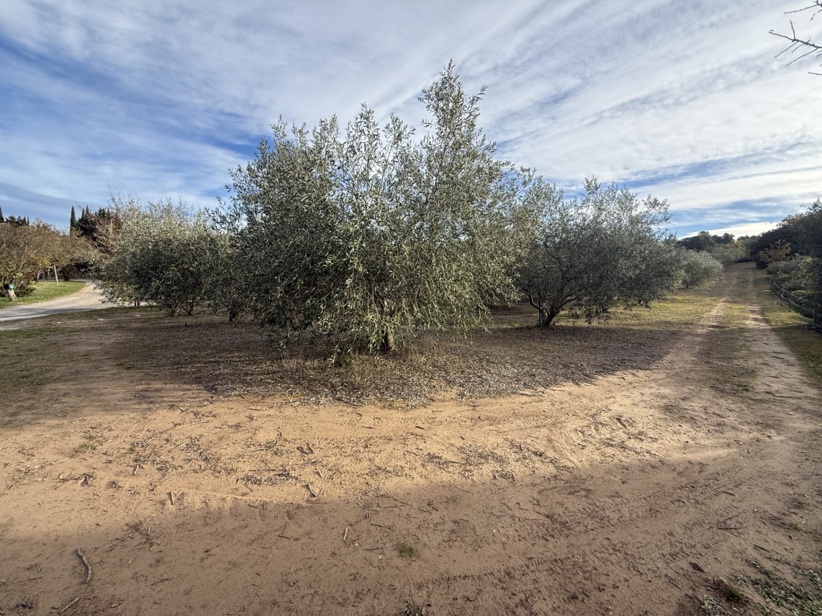 Image_2, Terrain, Verzeille, ref :3067a